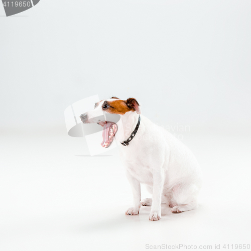 Image of Small Jack Russell Terrier sitting on white