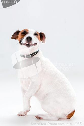 Image of Small Jack Russell Terrier sitting on white