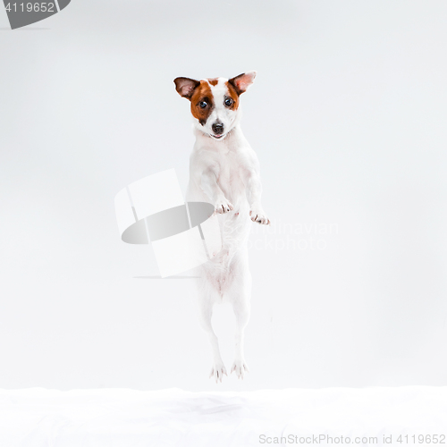 Image of Small Jack Russell Terrier on white