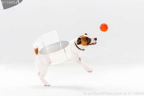 Image of Small Jack Russell Terrier on white