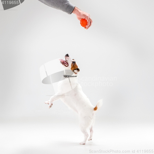 Image of Small Jack Russell Terrier on white