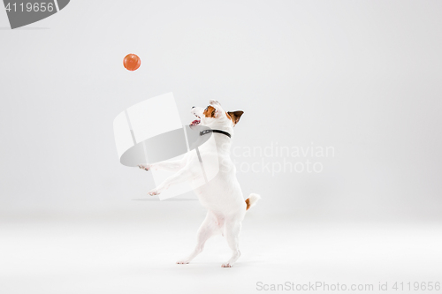 Image of Small Jack Russell Terrier on white