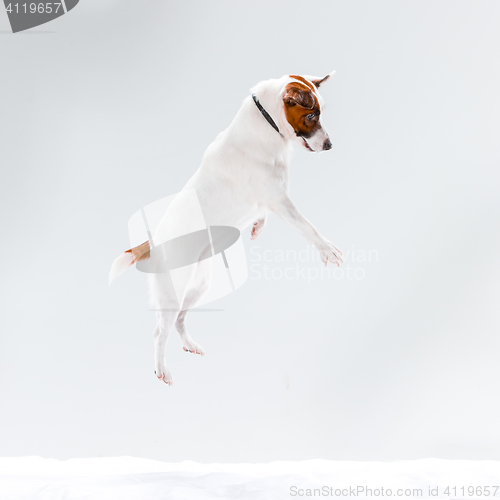 Image of Small Jack Russell Terrier on white