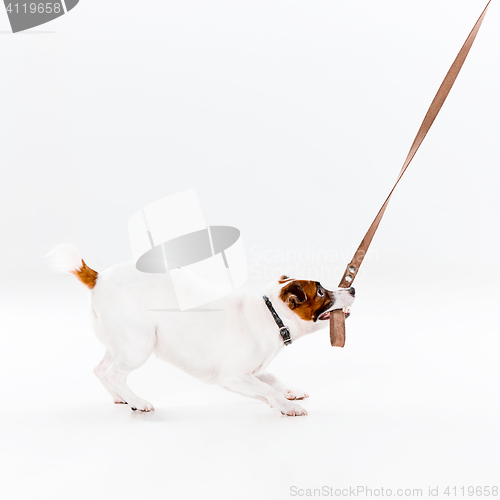 Image of Small Jack Russell Terrier on white