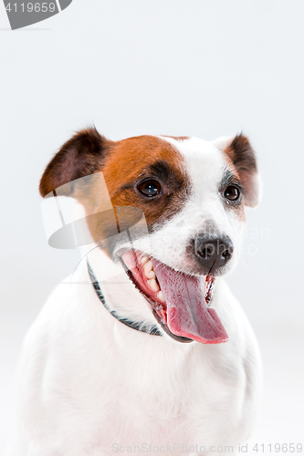 Image of Small Jack Russell Terrier sitting on white