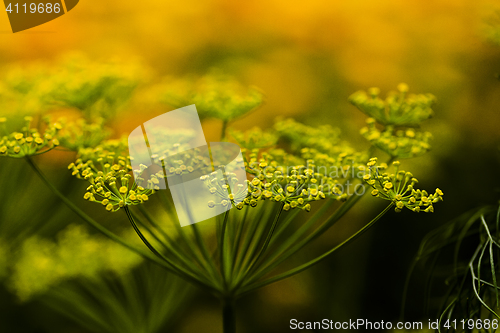 Image of dill