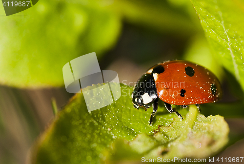 Image of lady bug