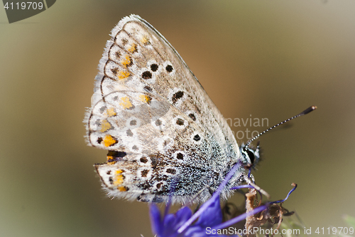 Image of blue butterfly