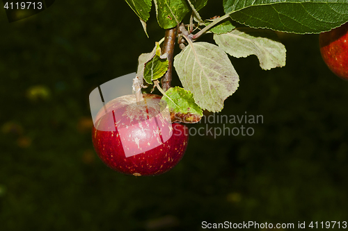 Image of red apple