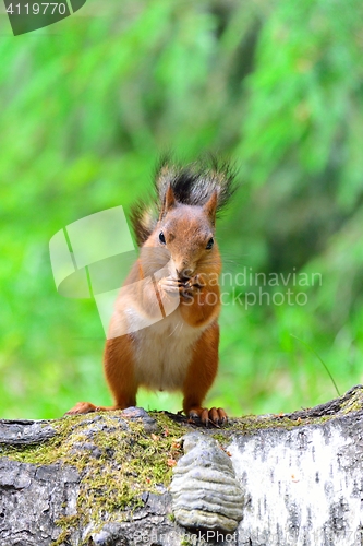 Image of Cute squirrel eating a nut