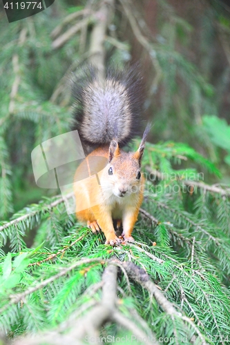 Image of Squirrel standing in a tree