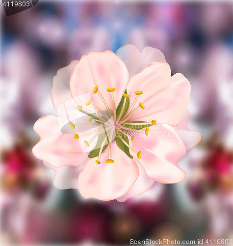 Image of Cherry Blossom, Blurry Background