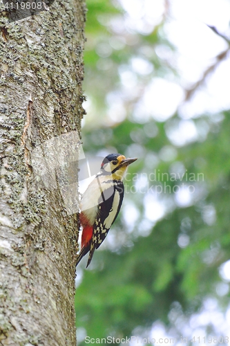 Image of Woodpecker in a tree