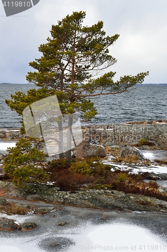 Image of Pine on a rocky frosty coast