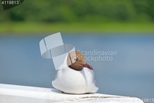 Image of Black-headed gull