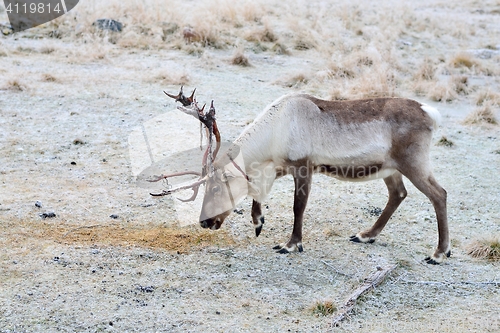 Image of Reindeer