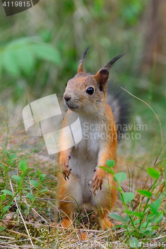 Image of Young squirrel standing in grass