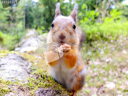 Image of Close-up of a squirrel eating a nut