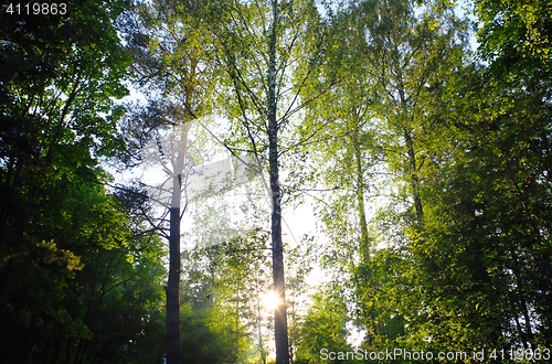 Image of Sunrays through heart shaped foliage