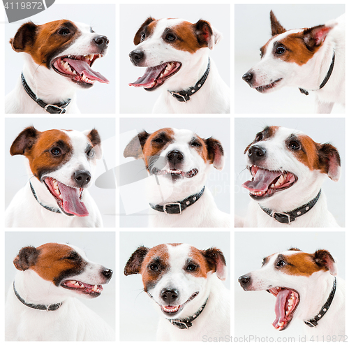 Image of Small Jack Russell Terrier sitting on white