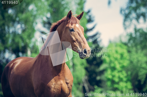 Image of Horse in the paddock in the evening light