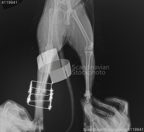 Image of Postsurgical x-ray image shows an osteosynthesis of  leg cat\'s through a gamma nail.