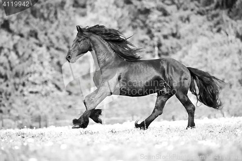 Image of free friesian horse runs , black and white.