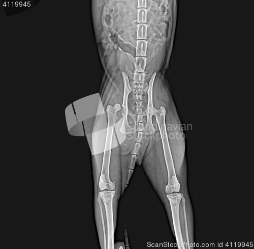 Image of X-rays of the hip dislocation head  femur thigh bone in a dog