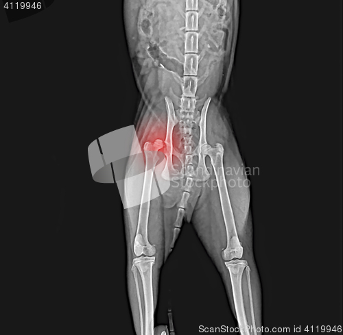 Image of X-ray of dog pelvis. Dislocation head  femur thigh bone