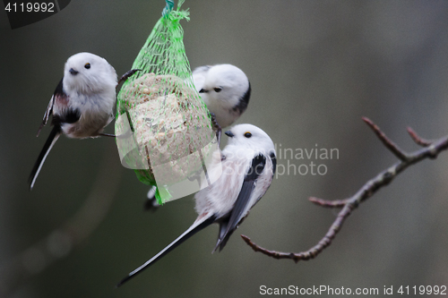 Image of long tailed tits