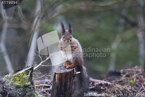 Image of squirrel on a trunk