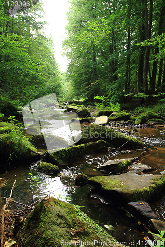 Image of river in the green spring forest
