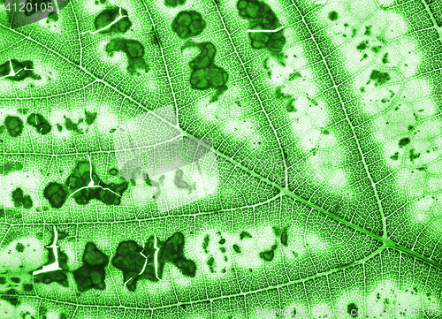 Image of green leaf texture