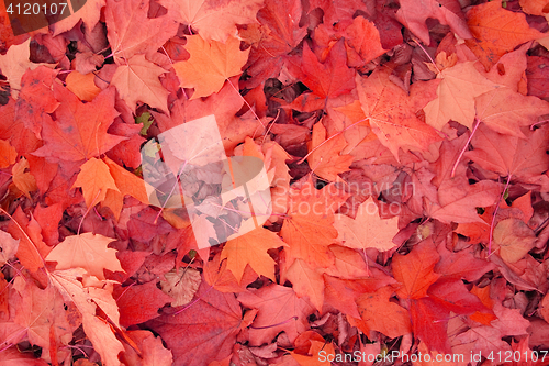 Image of autumn color background