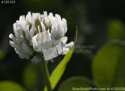 Image of Flower of white clover