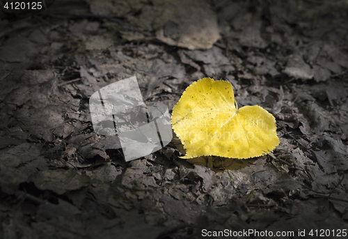 Image of Lonely autumn leaf