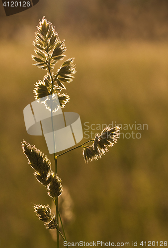 Image of Blade of grass at sunset