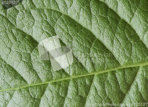 Image of Green leaf texture