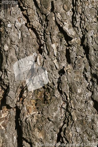 Image of Pine bark texture