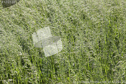 Image of Grass on a meadow