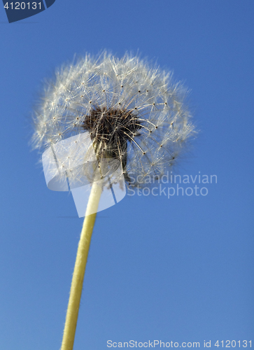 Image of Fluffy dandelion, close-up