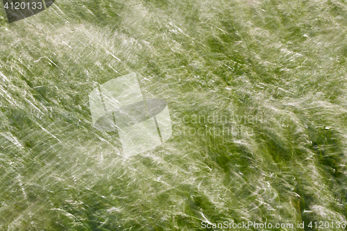 Image of Grass on a windy day