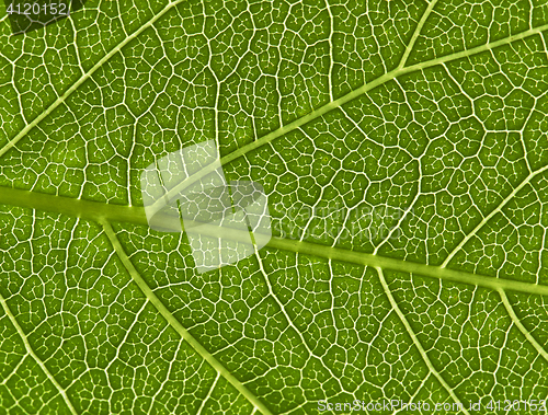 Image of Green leaf texture