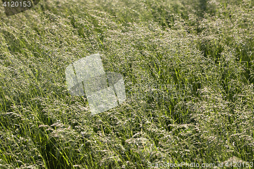 Image of Grass on a meadow