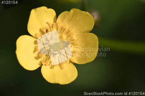 Image of Yellow wood anemone, Anemone ranunculoides