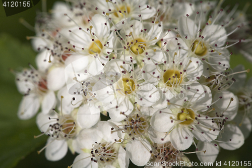 Image of Saxifrage flowers close-up