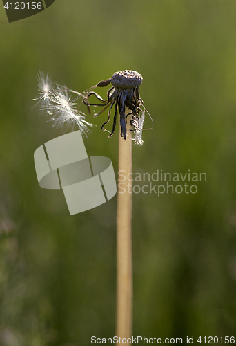 Image of Fluffy dandelion, close-up