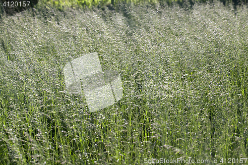 Image of Grass on a meadow