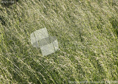 Image of Grass on a meadow