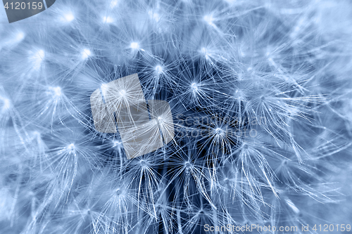 Image of Fluffy dandelion, close-up